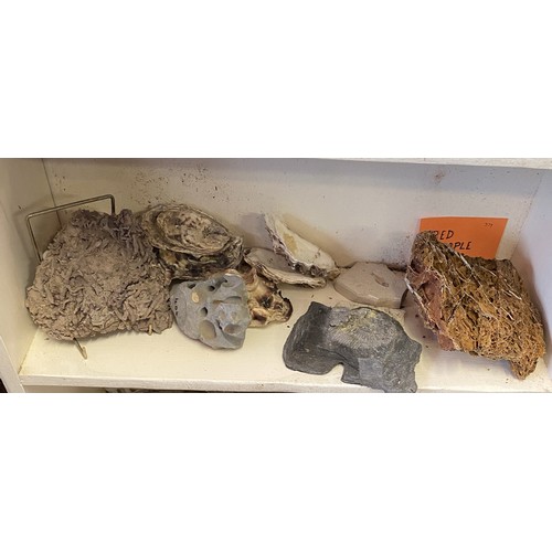 313 - Shelves to Include Contents of Petrified Rock, Red Maple Formation, Fossils and Natural History Exam... 