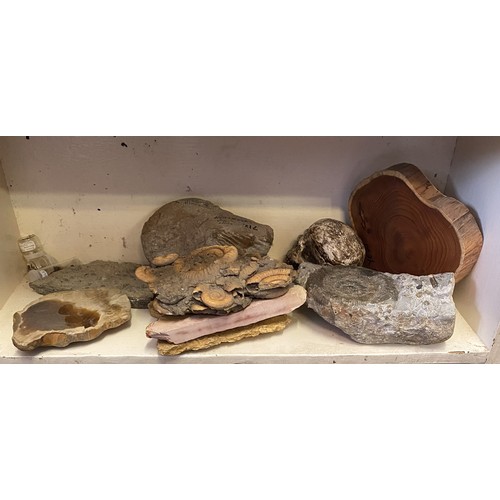 313 - Shelves to Include Contents of Petrified Rock, Red Maple Formation, Fossils and Natural History Exam... 