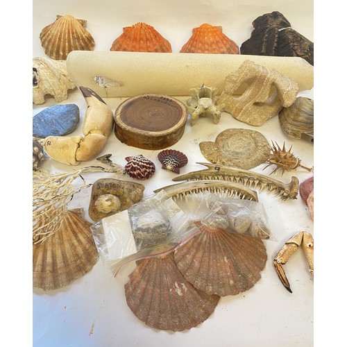 314 - Box of Natural History Examples, Fossils, Shells, Taxidermy to Include Ray Skin, Clam Shells, Laburn... 