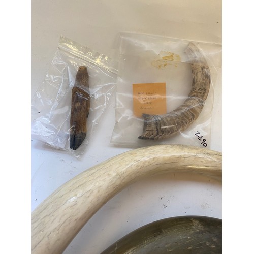 315 - Quantity of Horns and Antlers to Include Roe Deer Foot, Short Horns, Welsh Cow Horn Etc.