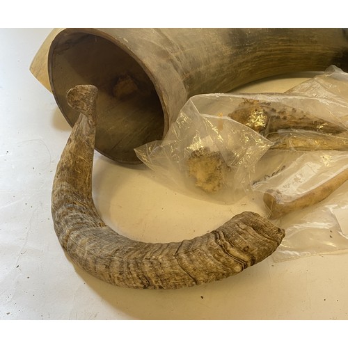 315 - Quantity of Horns and Antlers to Include Roe Deer Foot, Short Horns, Welsh Cow Horn Etc.