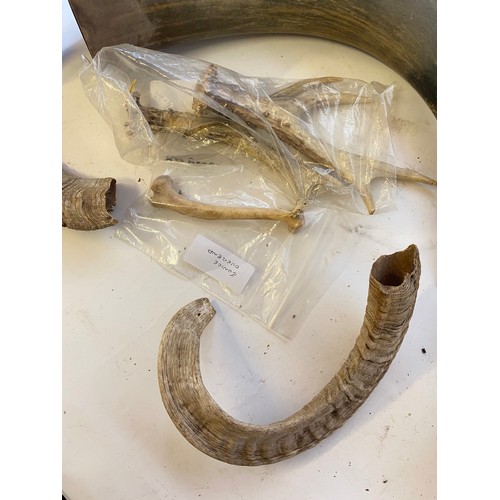 315 - Quantity of Horns and Antlers to Include Roe Deer Foot, Short Horns, Welsh Cow Horn Etc.