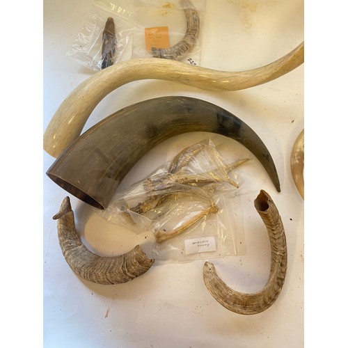 315 - Quantity of Horns and Antlers to Include Roe Deer Foot, Short Horns, Welsh Cow Horn Etc.