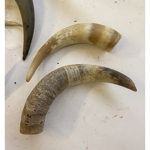 315 - Quantity of Horns and Antlers to Include Roe Deer Foot, Short Horns, Welsh Cow Horn Etc.