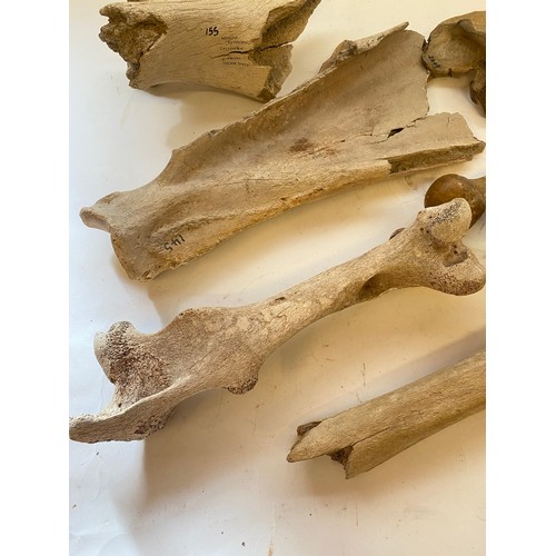 316 - Collection of Bones to Include Mammoth Bone, Wooly Rhinoceros Bone, Humerus, Horse Cassington Etc.