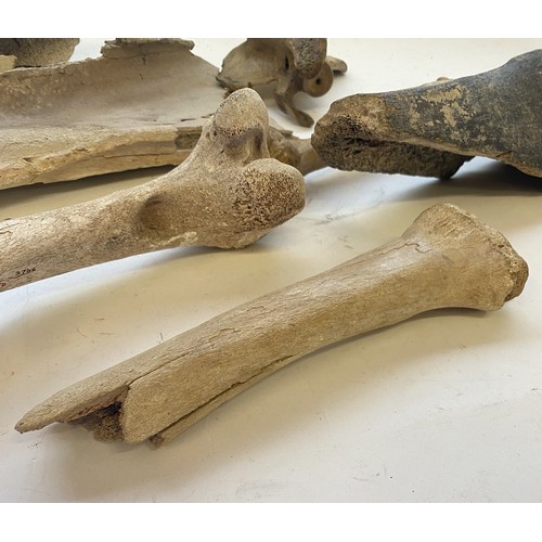 316 - Collection of Bones to Include Mammoth Bone, Wooly Rhinoceros Bone, Humerus, Horse Cassington Etc.