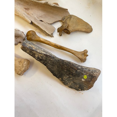 316 - Collection of Bones to Include Mammoth Bone, Wooly Rhinoceros Bone, Humerus, Horse Cassington Etc.