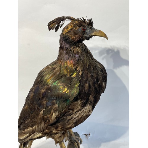 317 - Taxidermy Full Mount Himalayan Monal Bird. 53 cms High