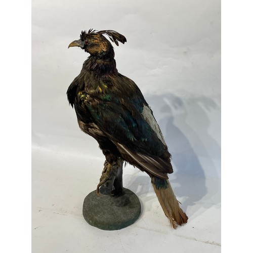 317 - Taxidermy Full Mount Himalayan Monal Bird. 53 cms High