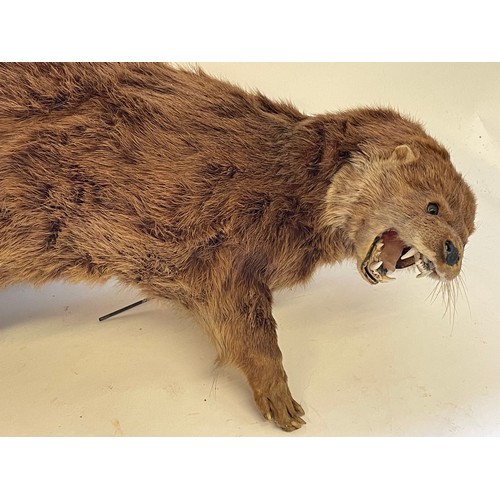 319 - Antique Full Mount European Otter (Lutra Lutra )With Mouth Snarling. 63 cms