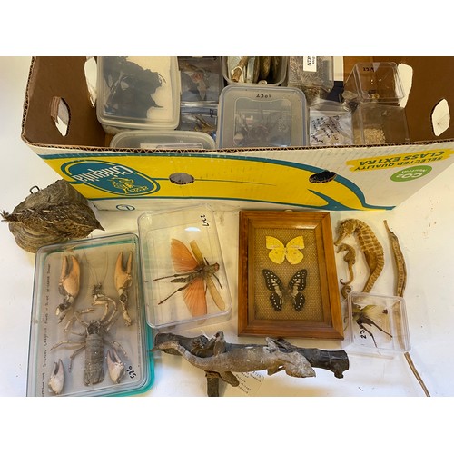 323 - A Good Box Of Various Taxidermy And Natural History To Include a Taxidermy Quail , Bearded Dragon , ... 