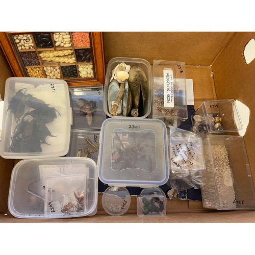 323 - A Good Box Of Various Taxidermy And Natural History To Include a Taxidermy Quail , Bearded Dragon , ... 