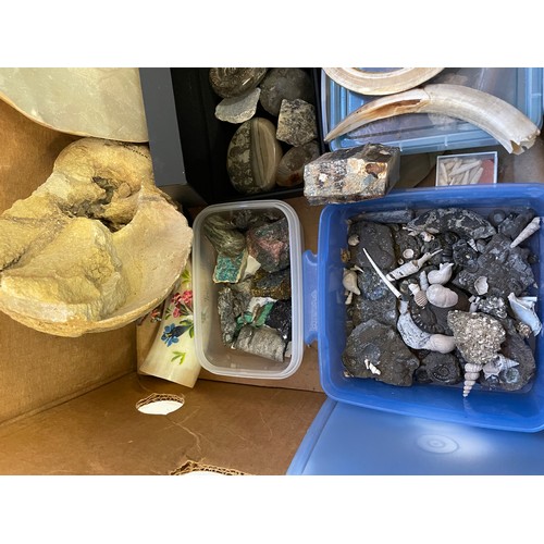 325 - Box Of Natural History To Include Fossils , Rocks Etc