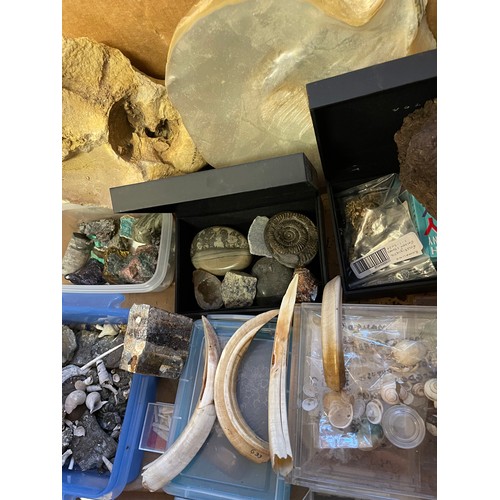 325 - Box Of Natural History To Include Fossils , Rocks Etc