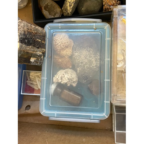 325 - Box Of Natural History To Include Fossils , Rocks Etc