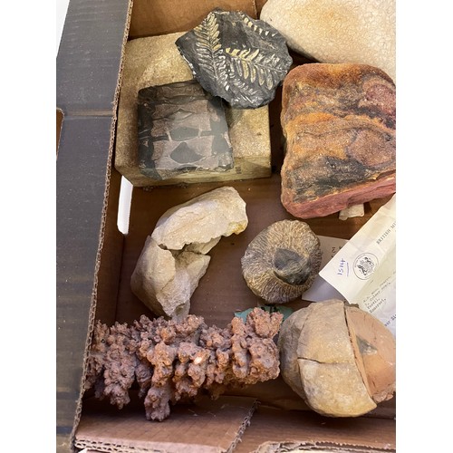 327 - Box Of Fossils Etc To Include Fossil Of Ichthyosaur Vertebrae , Trilobite, Fossilised  Bone Etc