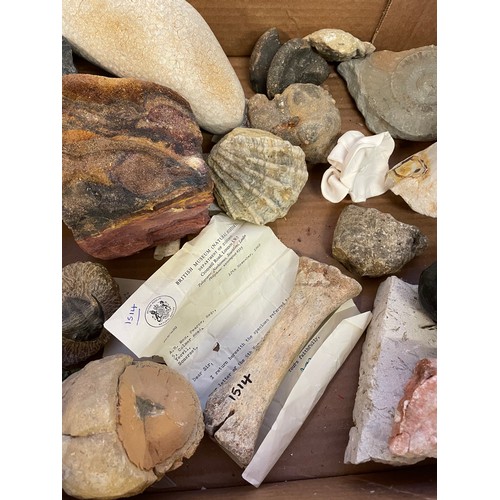 327 - Box Of Fossils Etc To Include Fossil Of Ichthyosaur Vertebrae , Trilobite, Fossilised  Bone Etc