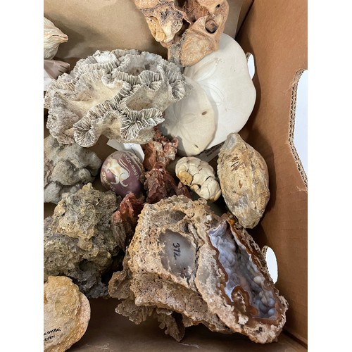 331 - Box Of Various Fossils Shells Etc To Include Ammonite Bed Fossil , Fossilised Coral Etc.