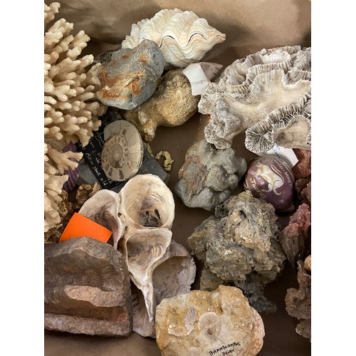 331 - Box Of Various Fossils Shells Etc To Include Ammonite Bed Fossil , Fossilised Coral Etc.