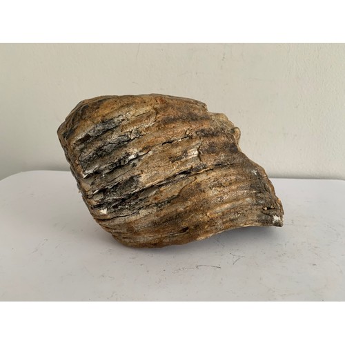 108 - Taxidermy Prehistoric Mammoth Tooth