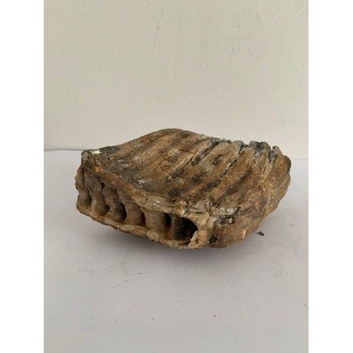 108 - Taxidermy Prehistoric Mammoth Tooth