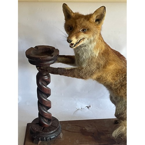 333 - Vintage Taxidermy Full Mount Fox In The Form Of A Dumb Waiter.