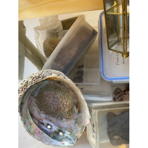 339 - Natural History A Wet Sample Of A Crab , Semi Precious Stones,Shells Fossils , Display Units Etc. (B... 