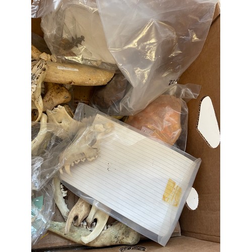 344 - Box Of Natural History Bones Etc.