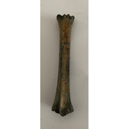 109 - Prehistoric Vertebrate Fossil Of A Bison Leg Bone Pleistocene Age
13 cms l