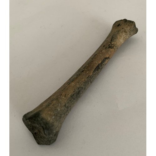 109 - Prehistoric Vertebrate Fossil Of A Bison Leg Bone Pleistocene Age
13 cms l