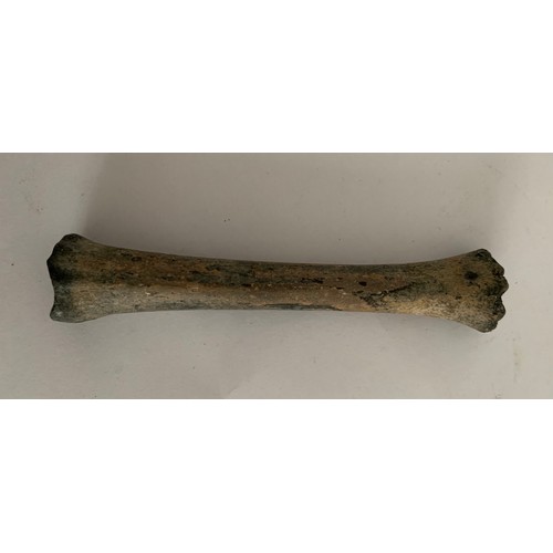 109 - Prehistoric Vertebrate Fossil Of A Bison Leg Bone Pleistocene Age
13 cms l