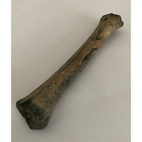 109 - Prehistoric Vertebrate Fossil Of A Bison Leg Bone Pleistocene Age
13 cms l