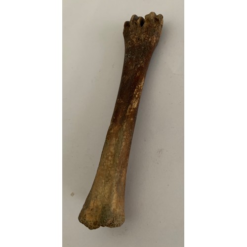 110 - Similar To Previous Lot
Prehistoric Vertebrate Fossil Of A Bison Leg Bone Pleistocene Age
15 cms l