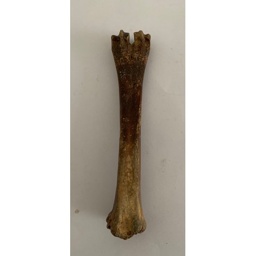 110 - Similar To Previous Lot
Prehistoric Vertebrate Fossil Of A Bison Leg Bone Pleistocene Age
15 cms l