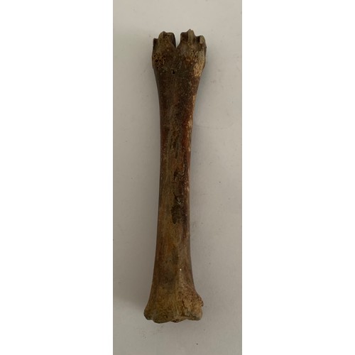 110 - Similar To Previous Lot
Prehistoric Vertebrate Fossil Of A Bison Leg Bone Pleistocene Age
15 cms l