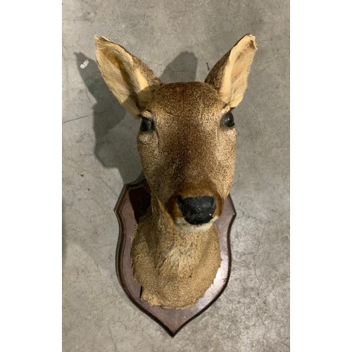 107 - Large Taxidermy Deer Head On Wooden Shield Back