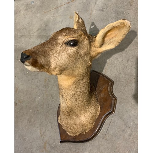 107 - Large Taxidermy Deer Head On Wooden Shield Back