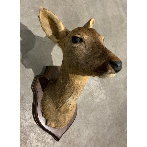 107 - Large Taxidermy Deer Head On Wooden Shield Back