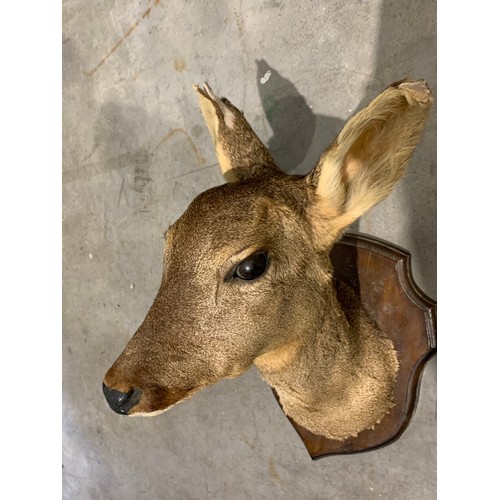 107 - Large Taxidermy Deer Head On Wooden Shield Back