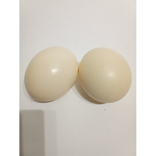 83 - 2 Taxidermy ostrich eggs