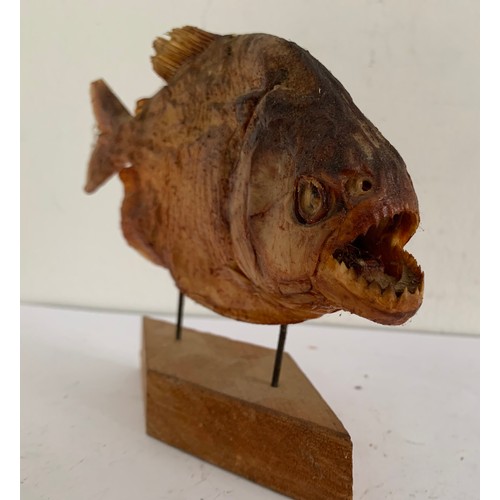 707 - Taxidermy Piranha On Stand
18 x 14 cms h