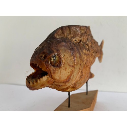 707 - Taxidermy Piranha On Stand
18 x 14 cms h