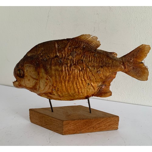 707 - Taxidermy Piranha On Stand
18 x 14 cms h