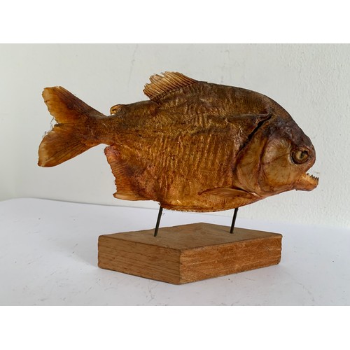 707 - Taxidermy Piranha On Stand
18 x 14 cms h