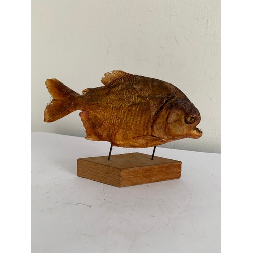 707 - Taxidermy Piranha On Stand
18 x 14 cms h