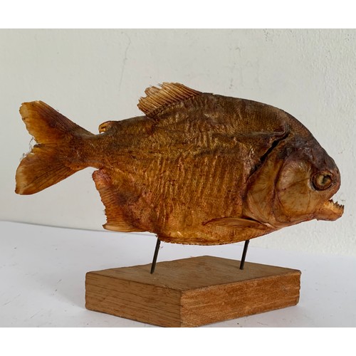 707 - Taxidermy Piranha On Stand
18 x 14 cms h