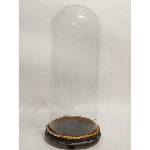 694 - Vintage taxidermy Glass dome on wooden Base 55cm high