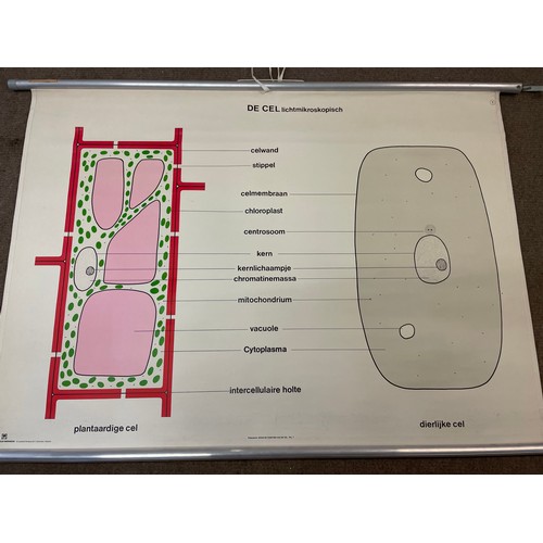 1102 - Large Vintage Educational Canvas Roll Up Poster Of The Plant Cell. 90 x 138 cms