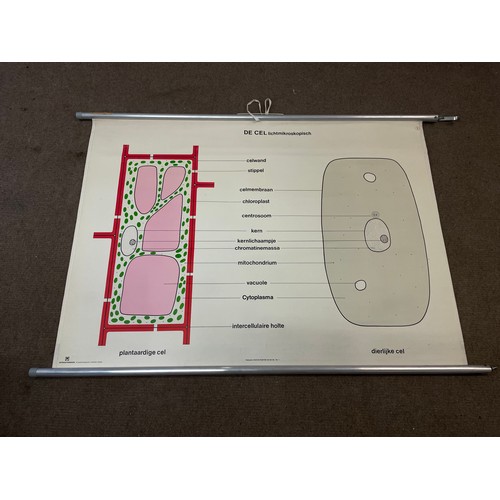 1102 - Large Vintage Educational Canvas Roll Up Poster Of The Plant Cell. 90 x 138 cms