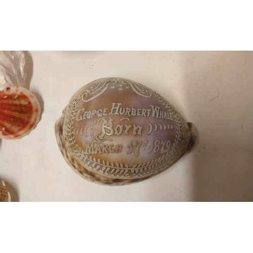 1207 - A collection of shells to include a carved Cowrie shell for George Hubert Whale Born March 17th 1879... 